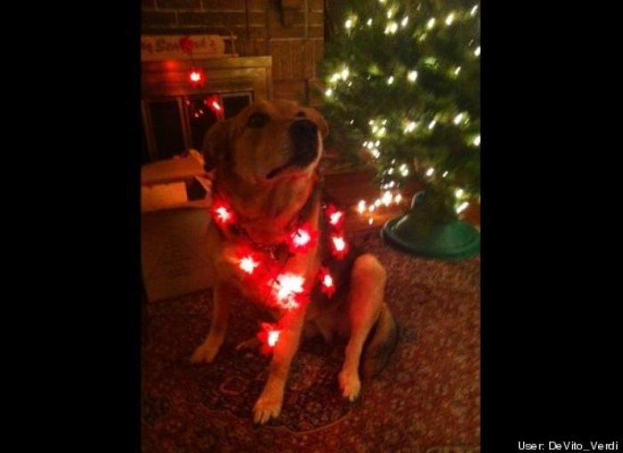 ¿Qué hacen un tigre o un león si les dejas una caja de cartón? El mejor vídeo de bichinos de la semana (VÍDEO)