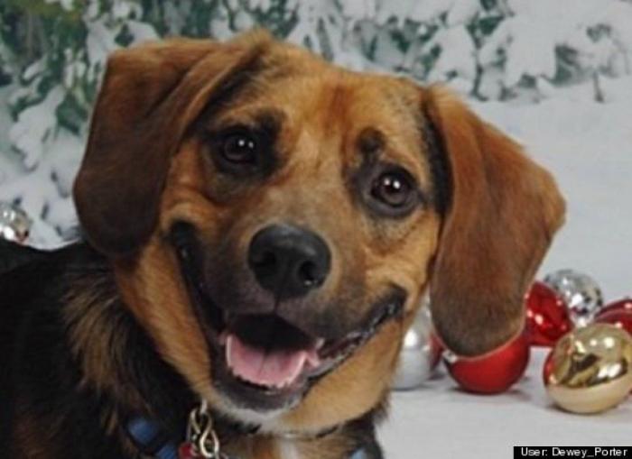 ¿Qué hacen un tigre o un león si les dejas una caja de cartón? El mejor vídeo de bichinos de la semana (VÍDEO)