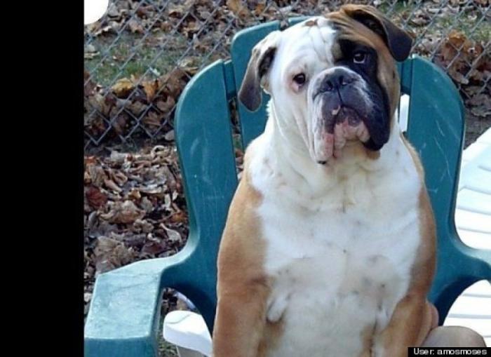 ¿Qué hacen un tigre o un león si les dejas una caja de cartón? El mejor vídeo de bichinos de la semana (VÍDEO)