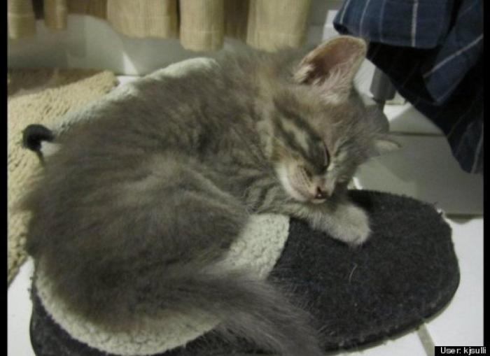 ¿Qué hacen un tigre o un león si les dejas una caja de cartón? El mejor vídeo de bichinos de la semana (VÍDEO)