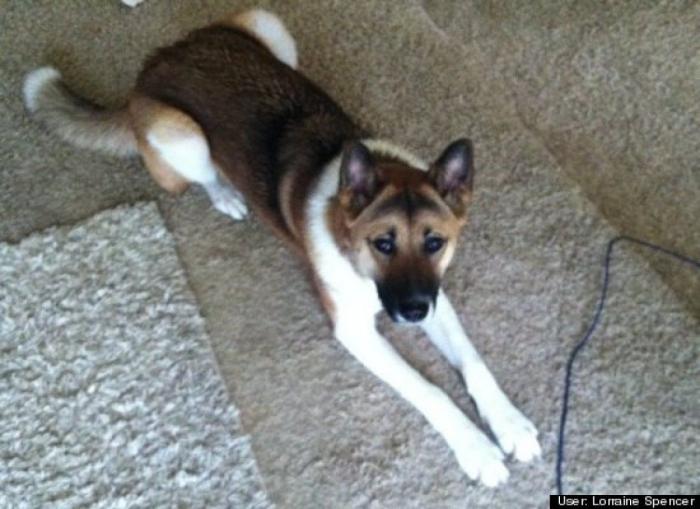 ¿Qué hacen un tigre o un león si les dejas una caja de cartón? El mejor vídeo de bichinos de la semana (VÍDEO)