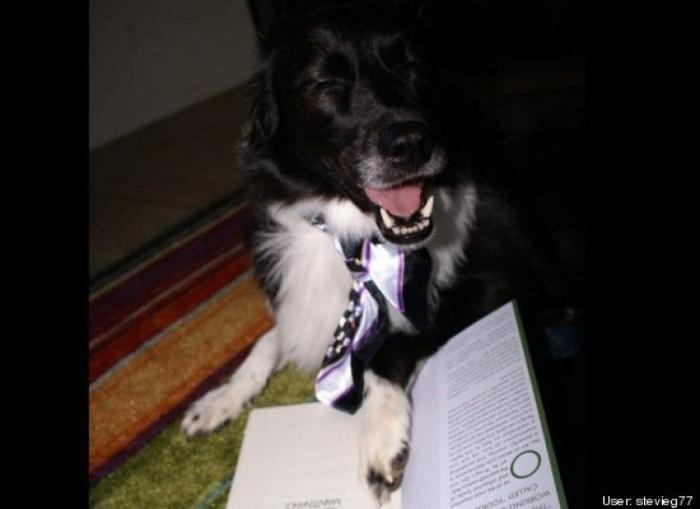 ¿Qué hacen un tigre o un león si les dejas una caja de cartón? El mejor vídeo de bichinos de la semana (VÍDEO)