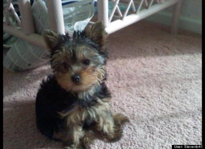 ¿Qué hacen un tigre o un león si les dejas una caja de cartón? El mejor vídeo de bichinos de la semana (VÍDEO)