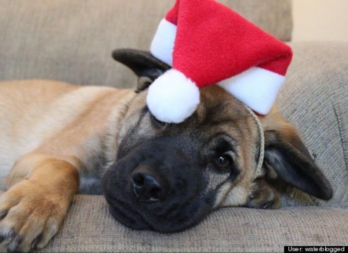 ¿Qué hacen un tigre o un león si les dejas una caja de cartón? El mejor vídeo de bichinos de la semana (VÍDEO)