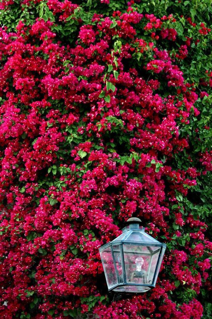 Los patios cordobeses ya son Patrimonio de la Humanidad (FOTOS)