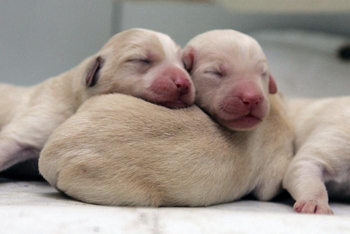 El vídeo que da la vuelta al mundo: la reacción de una burra tras dos meses sin ver a su dueño