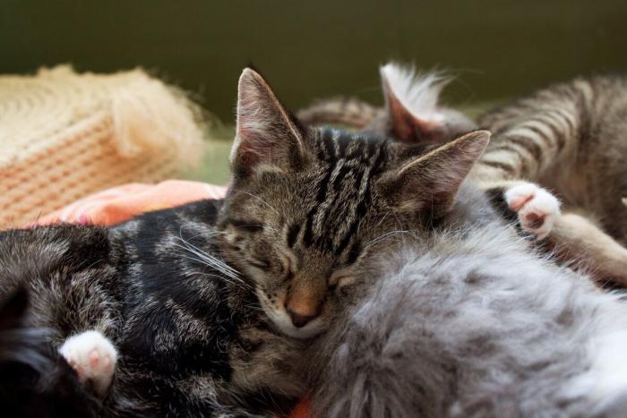 El vídeo que da la vuelta al mundo: la reacción de una burra tras dos meses sin ver a su dueño