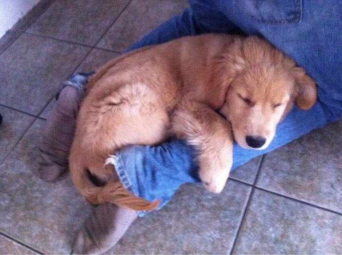 El vídeo que da la vuelta al mundo: la reacción de una burra tras dos meses sin ver a su dueño