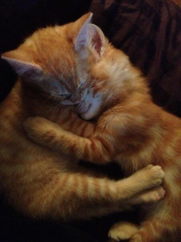 El vídeo que da la vuelta al mundo: la reacción de una burra tras dos meses sin ver a su dueño