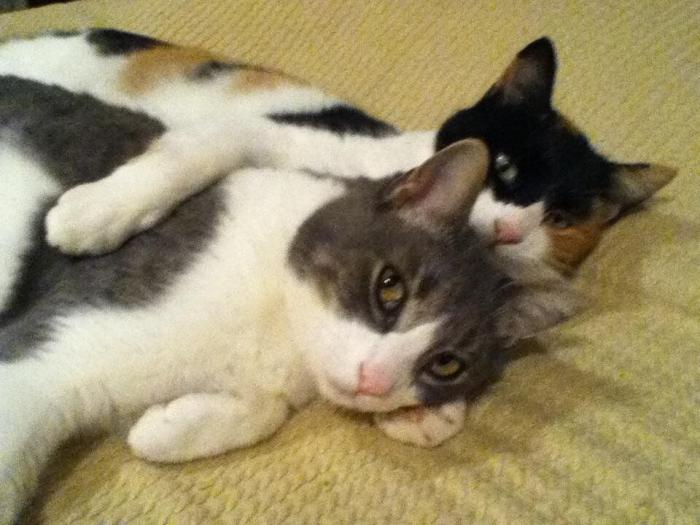 El vídeo que da la vuelta al mundo: la reacción de una burra tras dos meses sin ver a su dueño