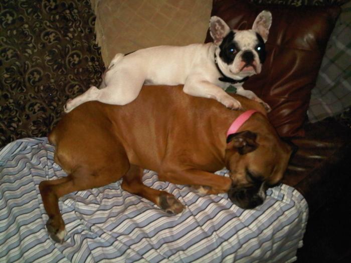 El vídeo que da la vuelta al mundo: la reacción de una burra tras dos meses sin ver a su dueño