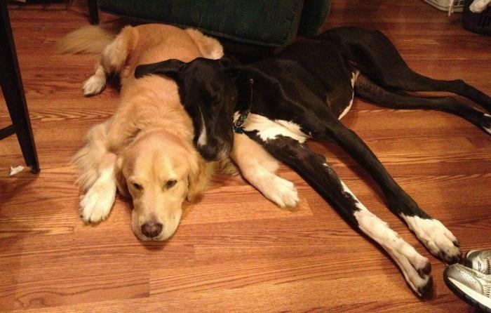 El vídeo que da la vuelta al mundo: la reacción de una burra tras dos meses sin ver a su dueño