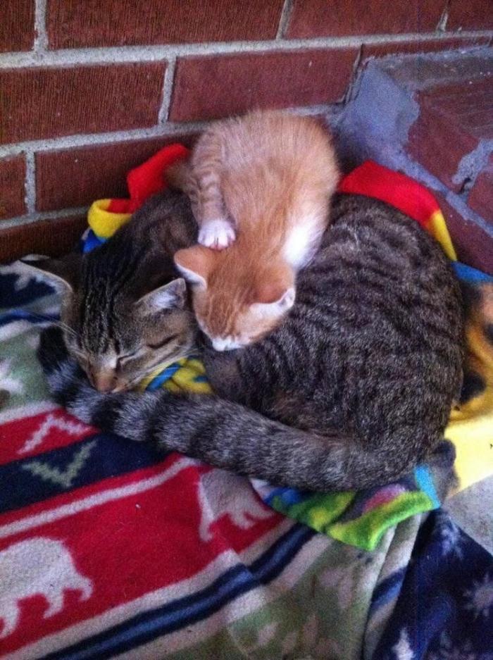 El vídeo que da la vuelta al mundo: la reacción de una burra tras dos meses sin ver a su dueño