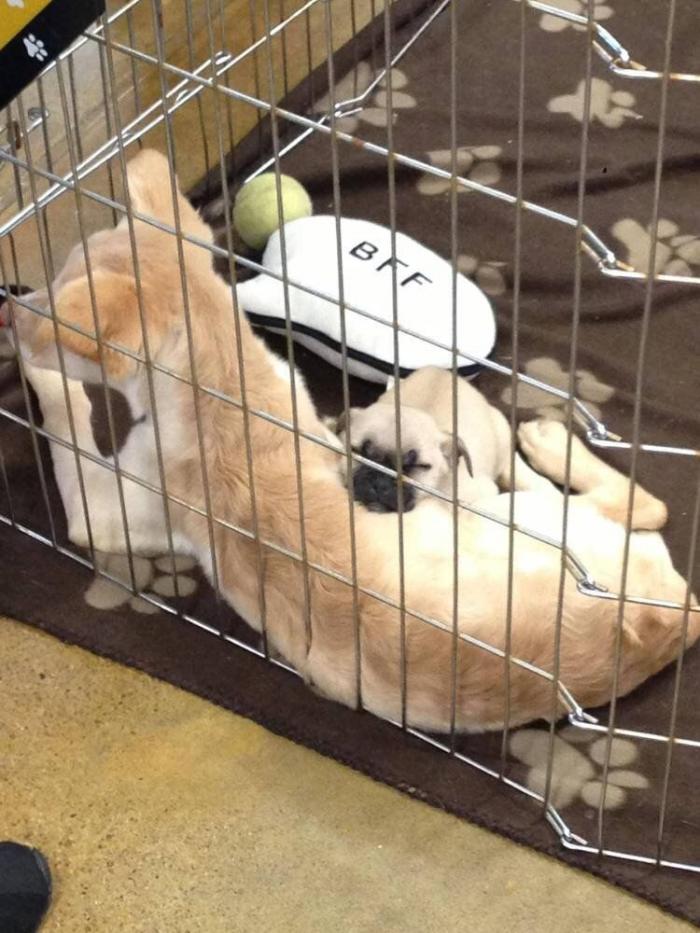 El vídeo que da la vuelta al mundo: la reacción de una burra tras dos meses sin ver a su dueño