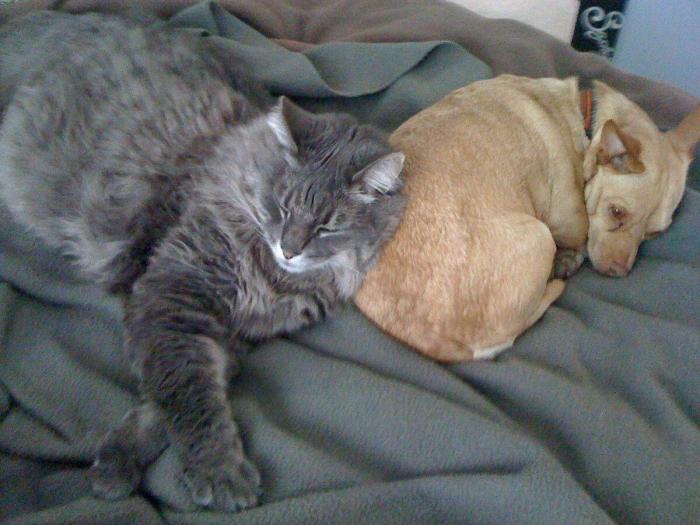 El vídeo que da la vuelta al mundo: la reacción de una burra tras dos meses sin ver a su dueño