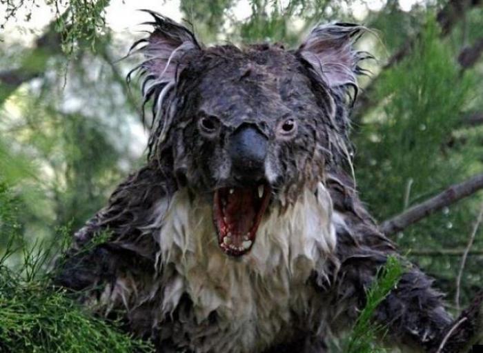 Nevaeh Atkins: la imagen del bebé agarrando con su mano el dedo del cirujano en plena cesárea se hace viral (FOTO)