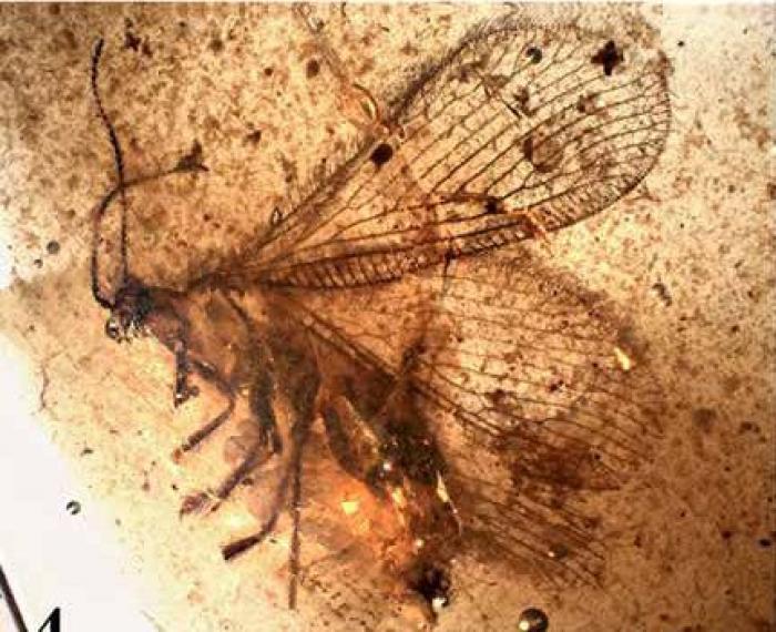 Qué debes hacer cuando te pica un bicho para que el habón no te moleste