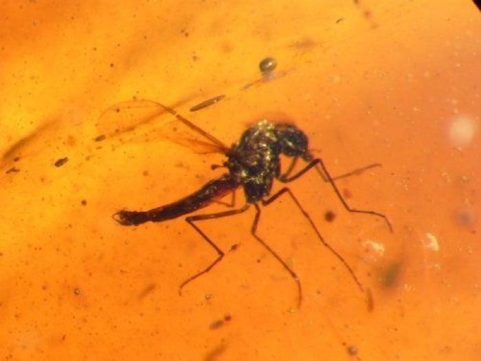 Qué debes hacer cuando te pica un bicho para que el habón no te moleste