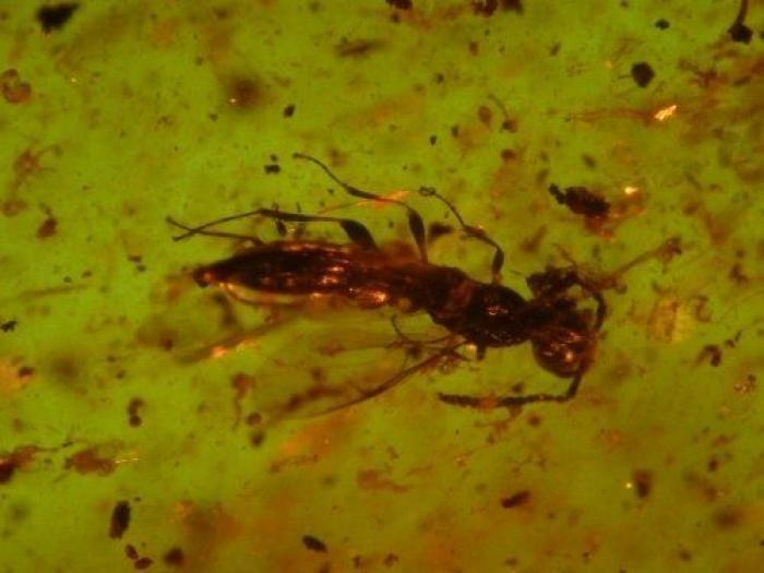 Qué debes hacer cuando te pica un bicho para que el habón no te moleste