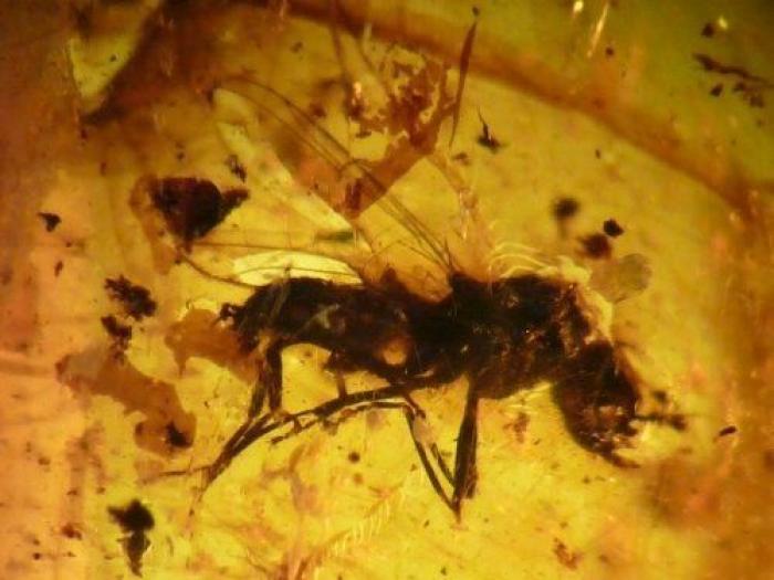 Qué debes hacer cuando te pica un bicho para que el habón no te moleste