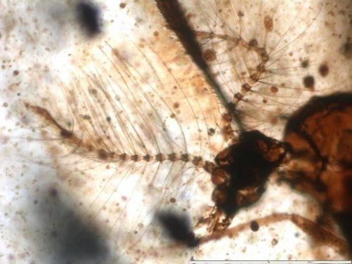 Qué debes hacer cuando te pica un bicho para que el habón no te moleste