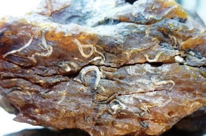 Qué debes hacer cuando te pica un bicho para que el habón no te moleste