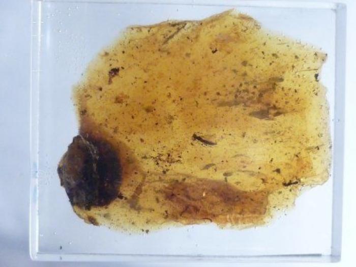 Qué debes hacer cuando te pica un bicho para que el habón no te moleste