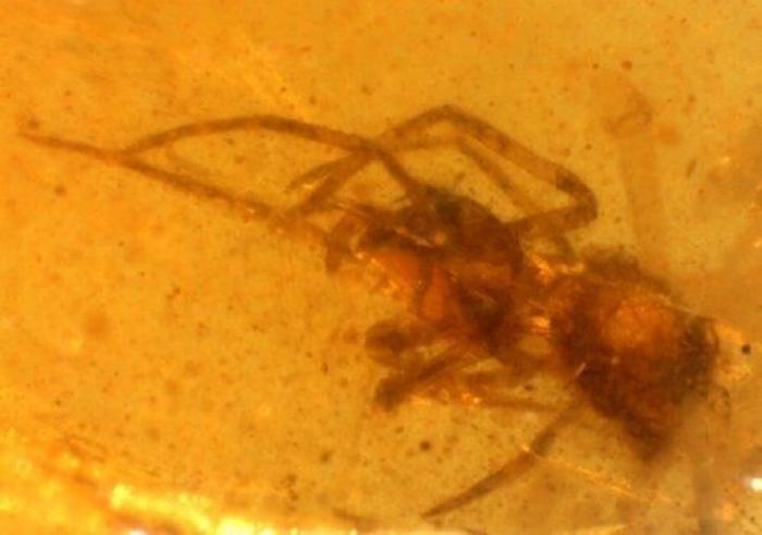 Qué debes hacer cuando te pica un bicho para que el habón no te moleste