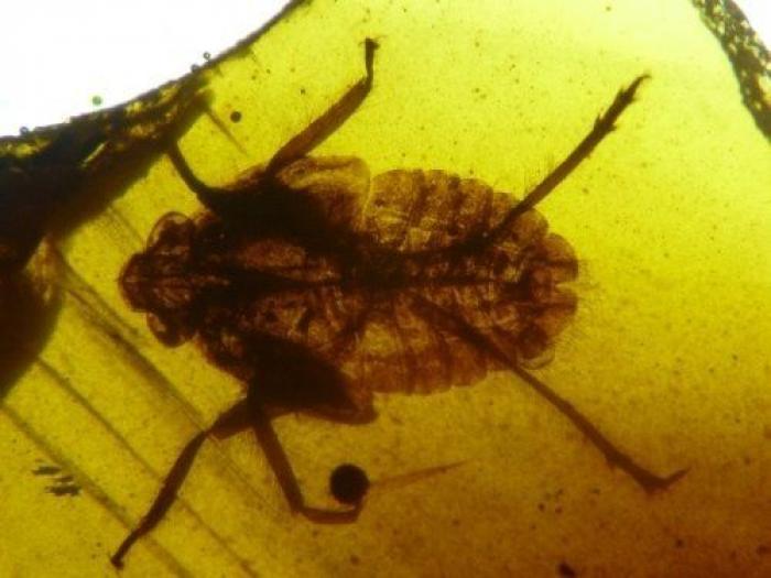 Qué debes hacer cuando te pica un bicho para que el habón no te moleste