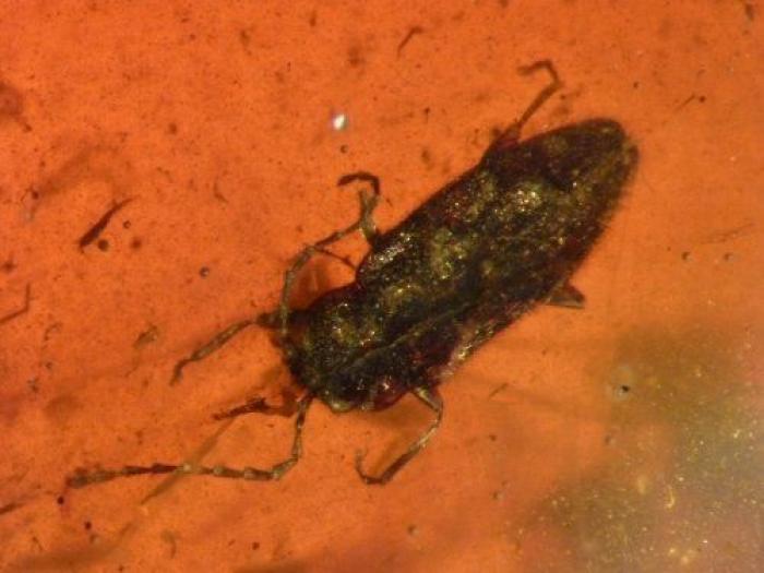 Qué debes hacer cuando te pica un bicho para que el habón no te moleste