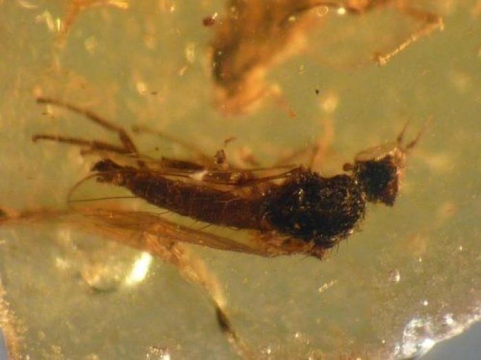 Qué debes hacer cuando te pica un bicho para que el habón no te moleste