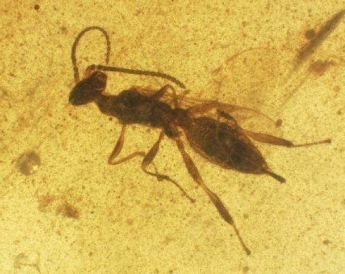 Qué debes hacer cuando te pica un bicho para que el habón no te moleste