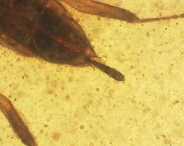 Qué debes hacer cuando te pica un bicho para que el habón no te moleste