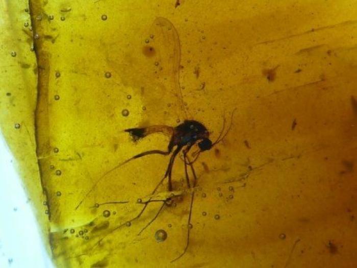 Qué debes hacer cuando te pica un bicho para que el habón no te moleste