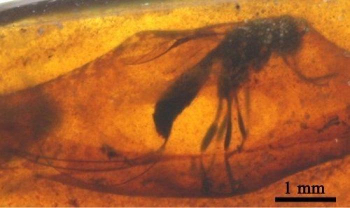 Qué debes hacer cuando te pica un bicho para que el habón no te moleste