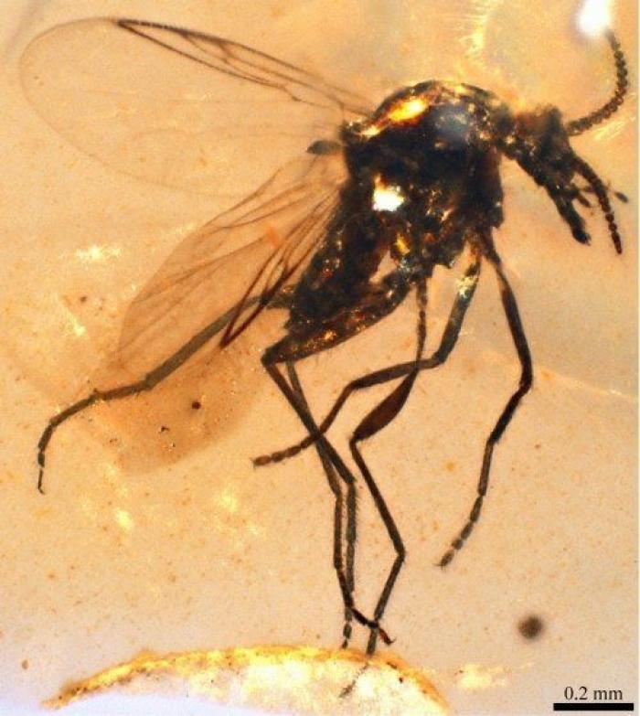 Qué debes hacer cuando te pica un bicho para que el habón no te moleste