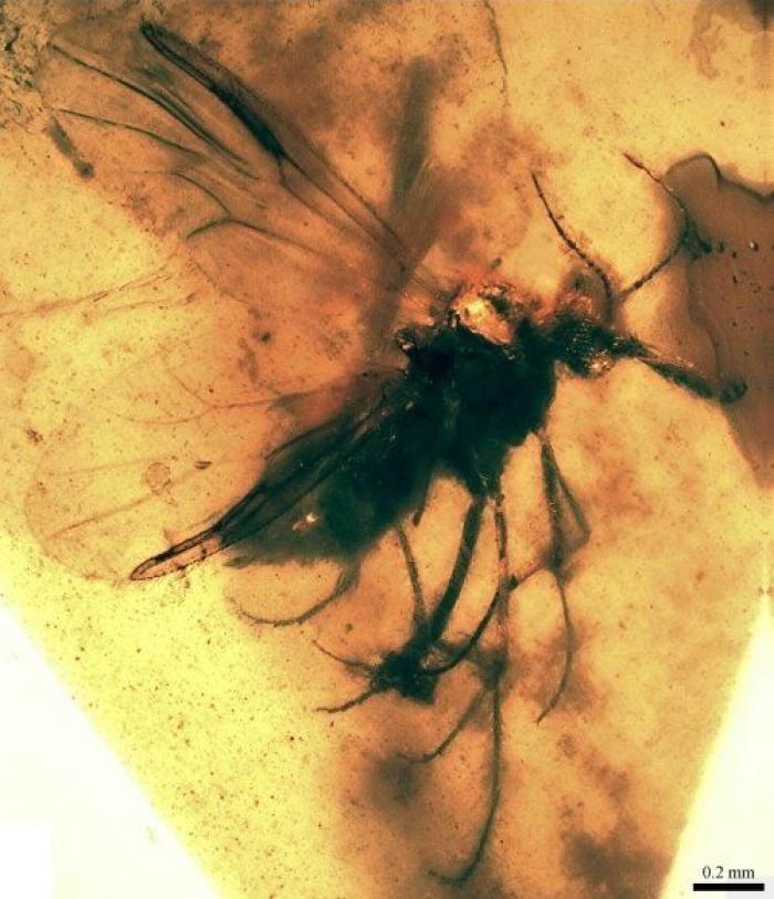 Qué debes hacer cuando te pica un bicho para que el habón no te moleste