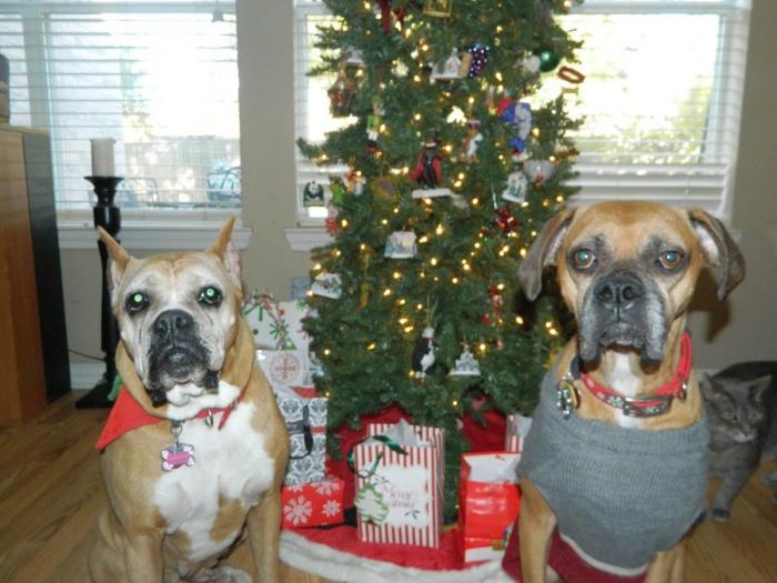 El mejor regalo de Navidad: original, casero y barato (FOTOS)