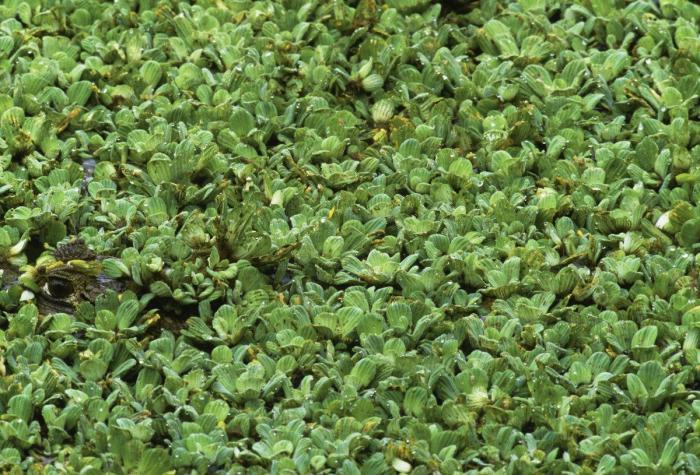 Esta jirafa intenta montar en moto, pero sus patas se lo impiden (VÍDEO, GIFS)