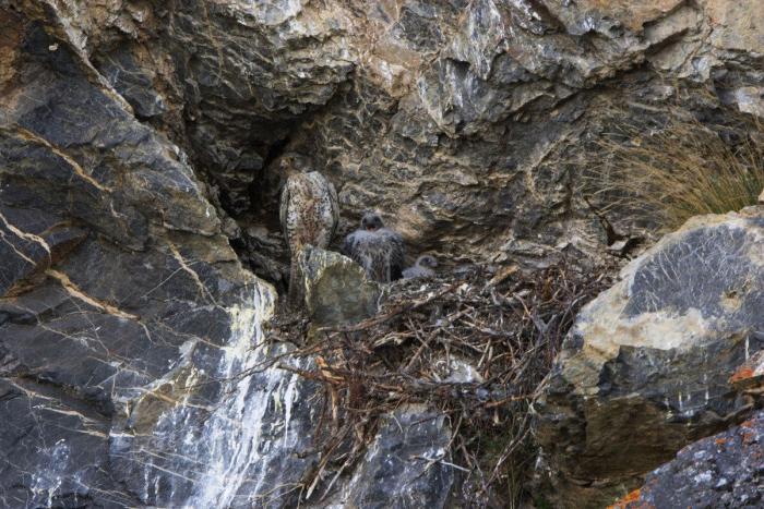 Esta jirafa intenta montar en moto, pero sus patas se lo impiden (VÍDEO, GIFS)