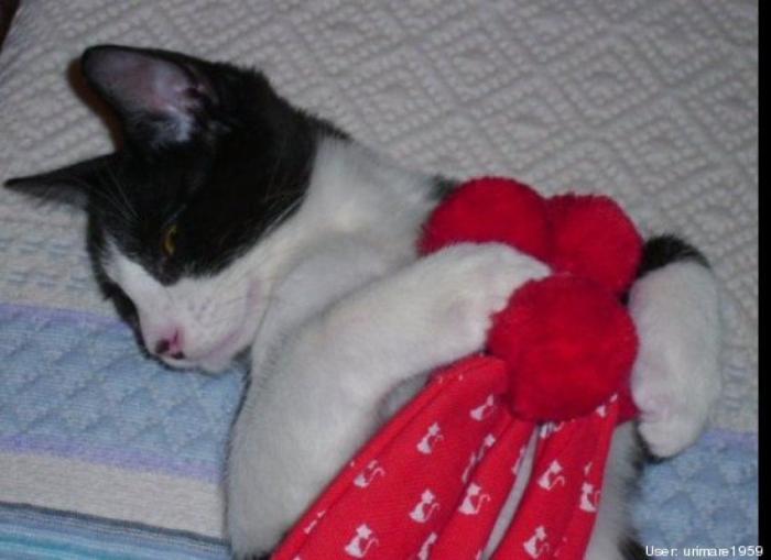 11 razones científicas que demuestran que tener gatos es bueno para la salud