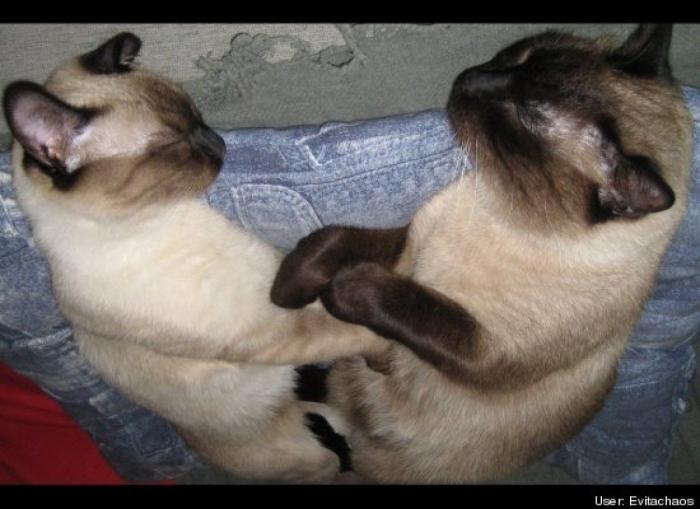 11 razones científicas que demuestran que tener gatos es bueno para la salud