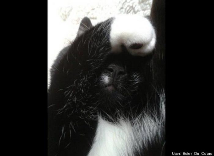 11 razones científicas que demuestran que tener gatos es bueno para la salud