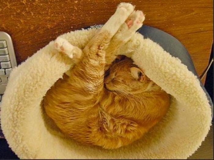 11 razones científicas que demuestran que tener gatos es bueno para la salud