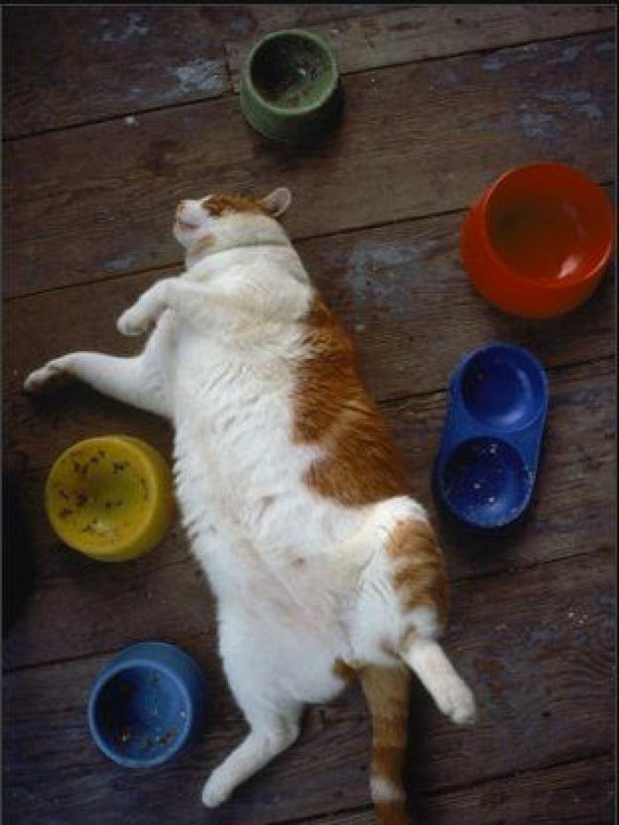 11 razones científicas que demuestran que tener gatos es bueno para la salud