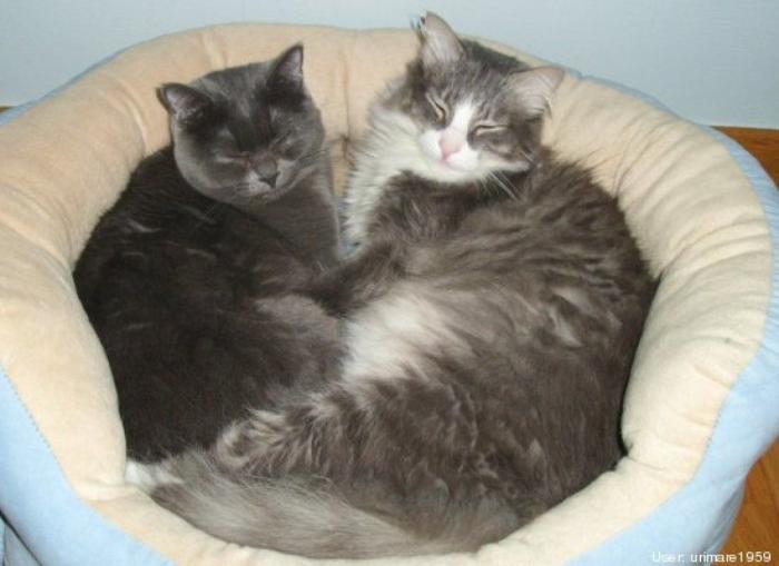 11 razones científicas que demuestran que tener gatos es bueno para la salud