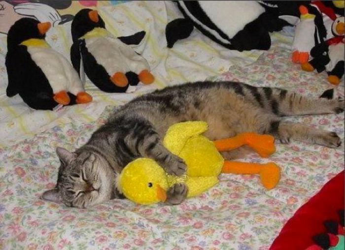 11 razones científicas que demuestran que tener gatos es bueno para la salud