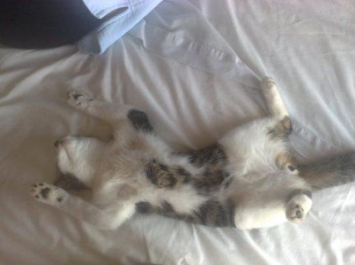 11 razones científicas que demuestran que tener gatos es bueno para la salud