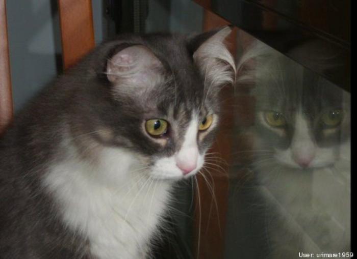 11 razones científicas que demuestran que tener gatos es bueno para la salud