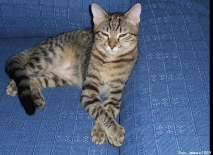 11 razones científicas que demuestran que tener gatos es bueno para la salud